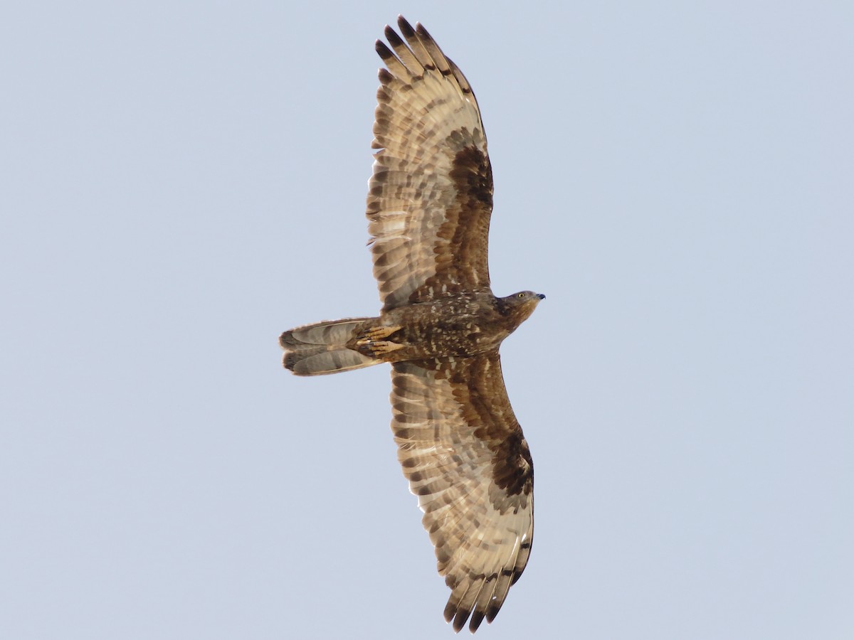 Juvenile intermediate morph