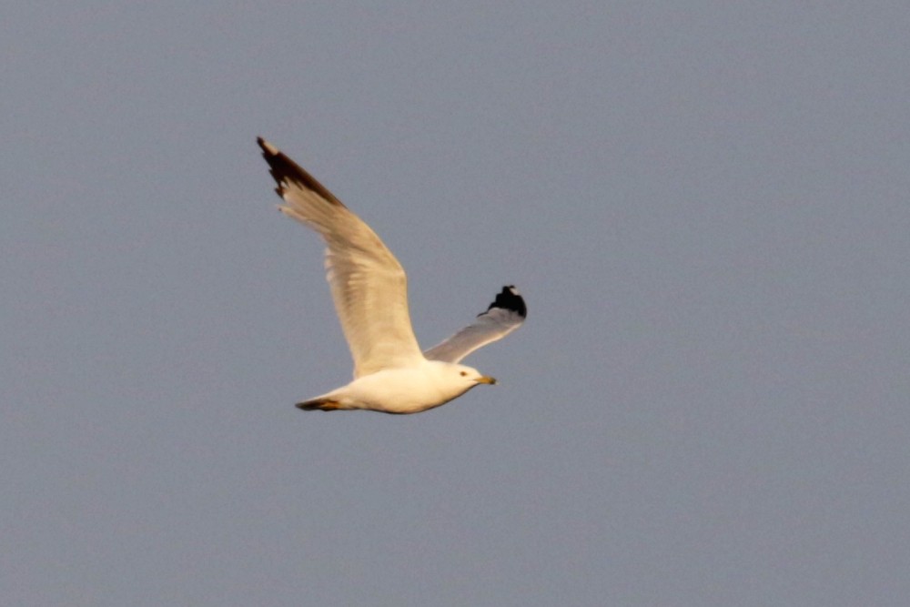 Ring-billed Gull - ML168728561