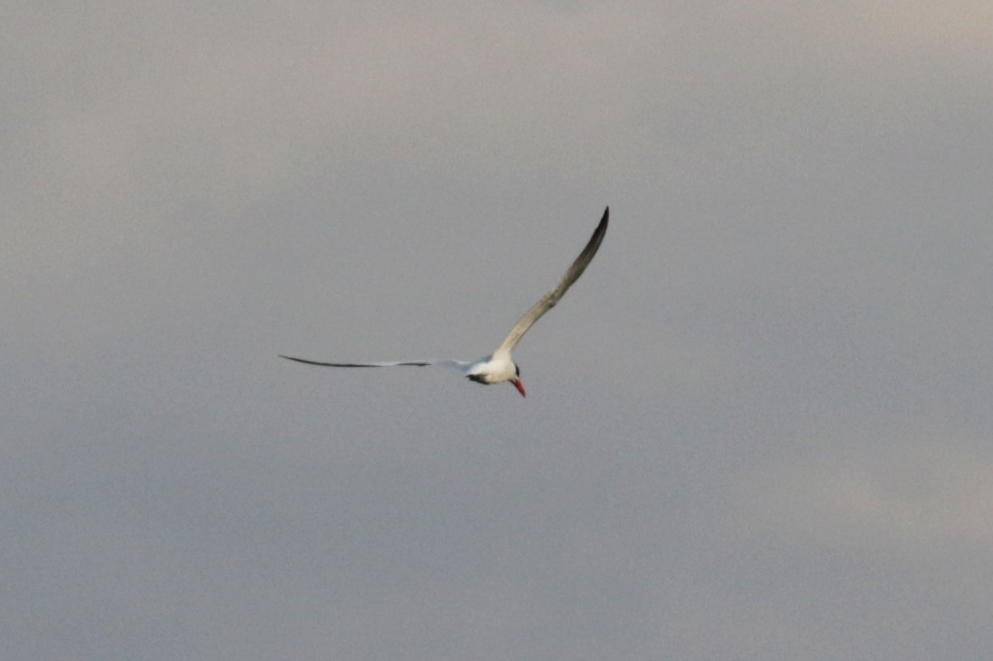 Caspian Tern - Myriam Berube