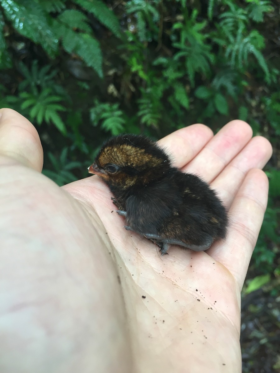 Black-eared Wood-Quail - ML168729171