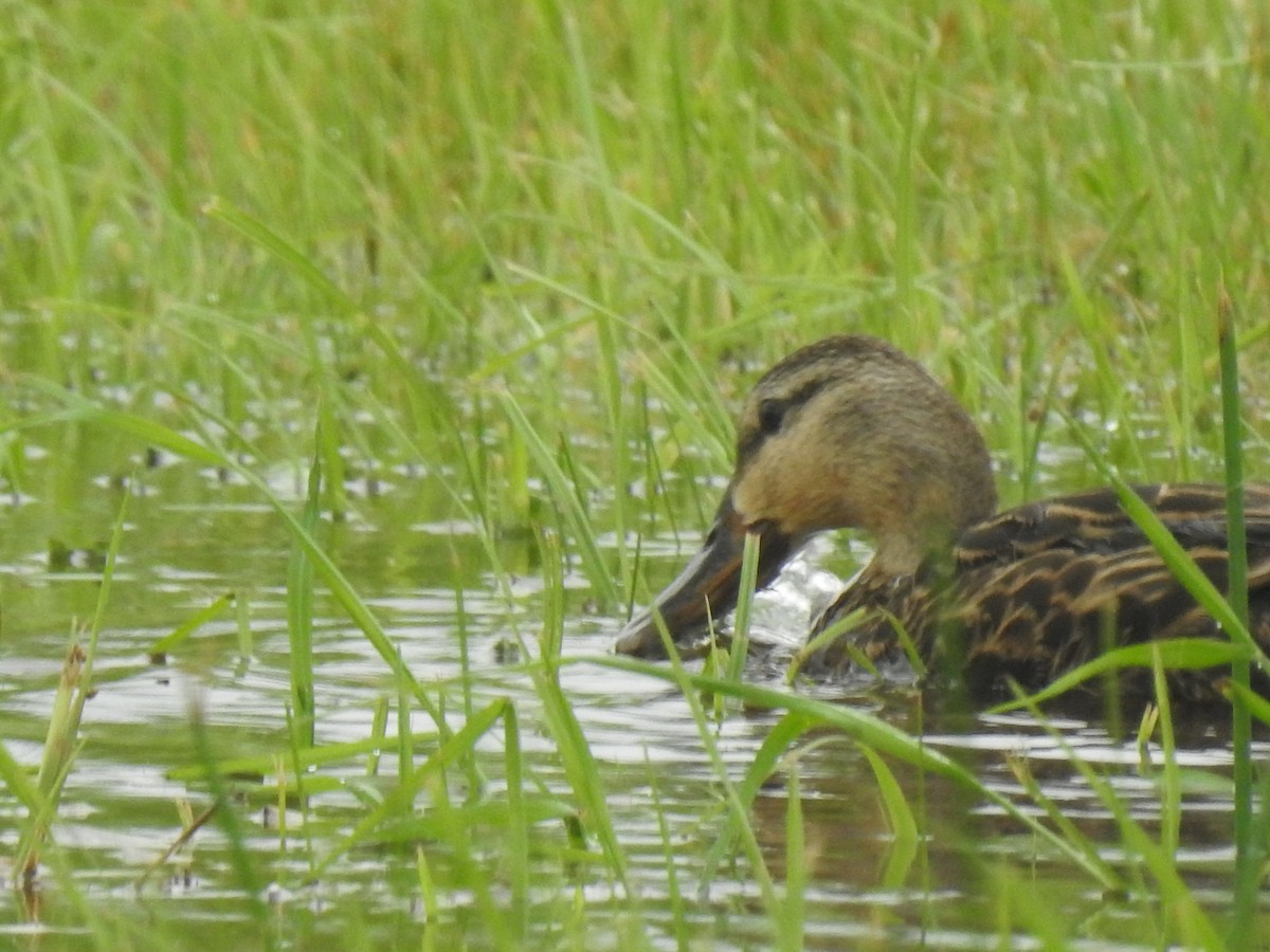 Mottled Duck - ML168732551