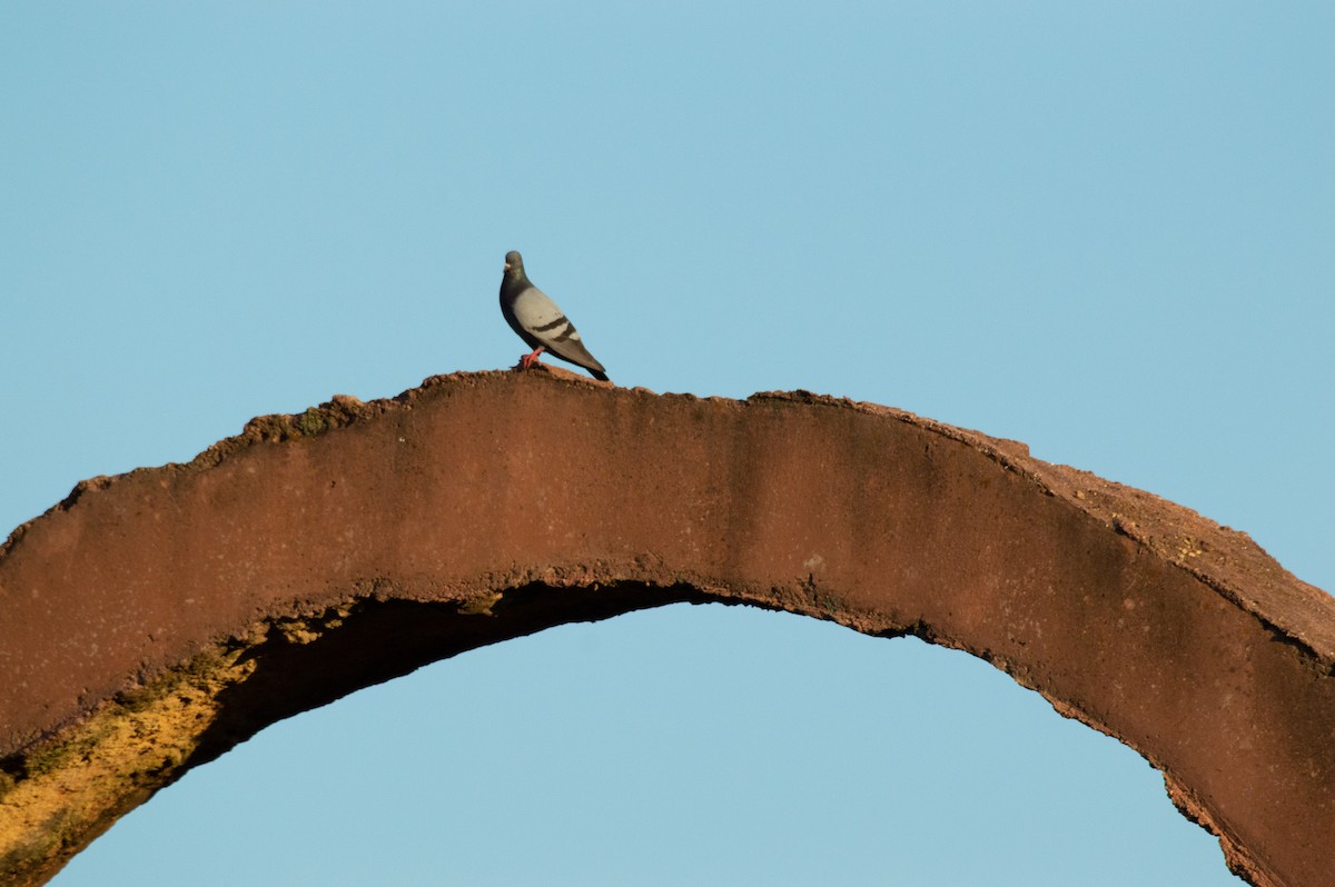 Rock Pigeon (Feral Pigeon) - ML168732681