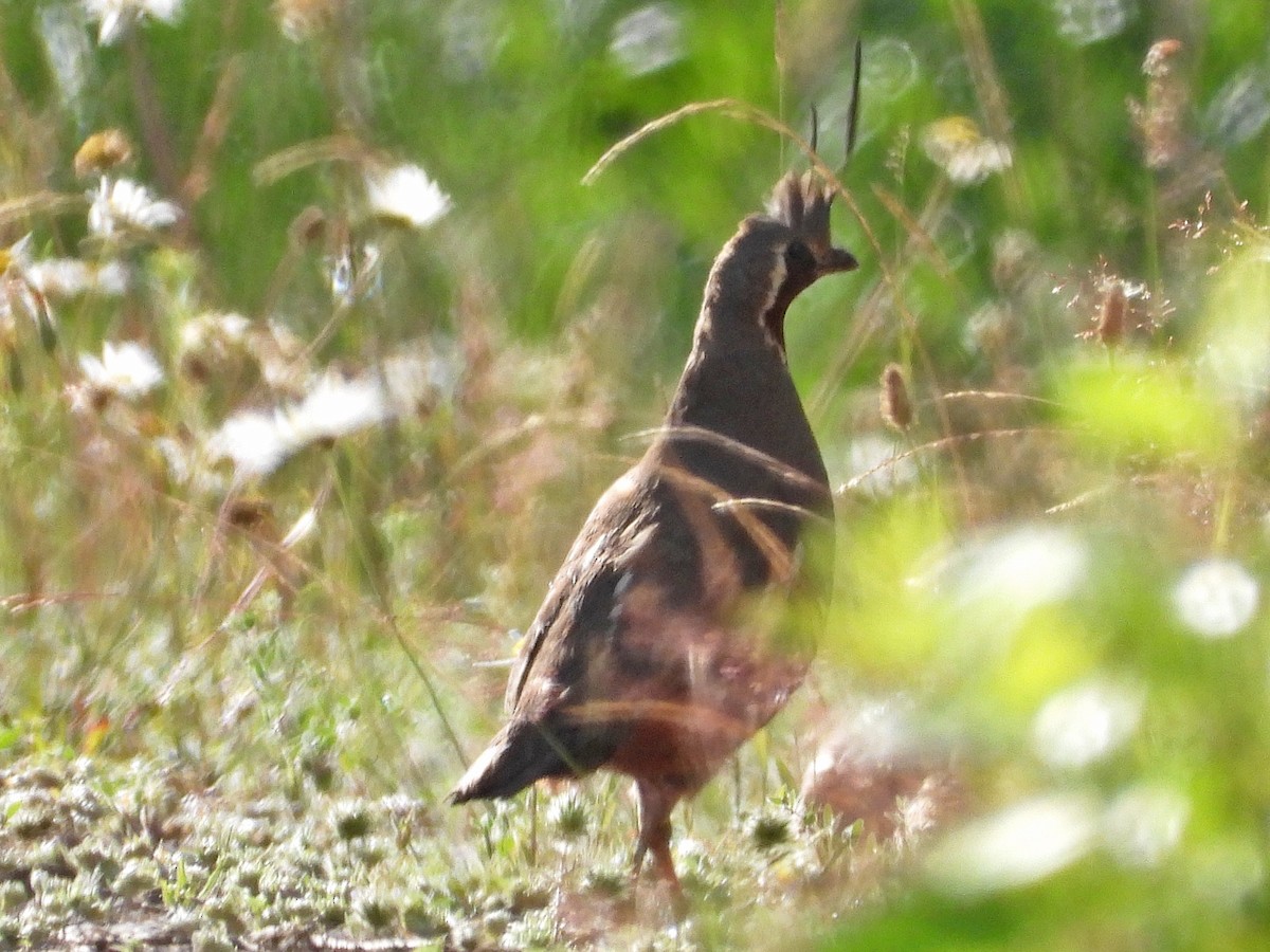 Mountain Quail - Andrew Ray