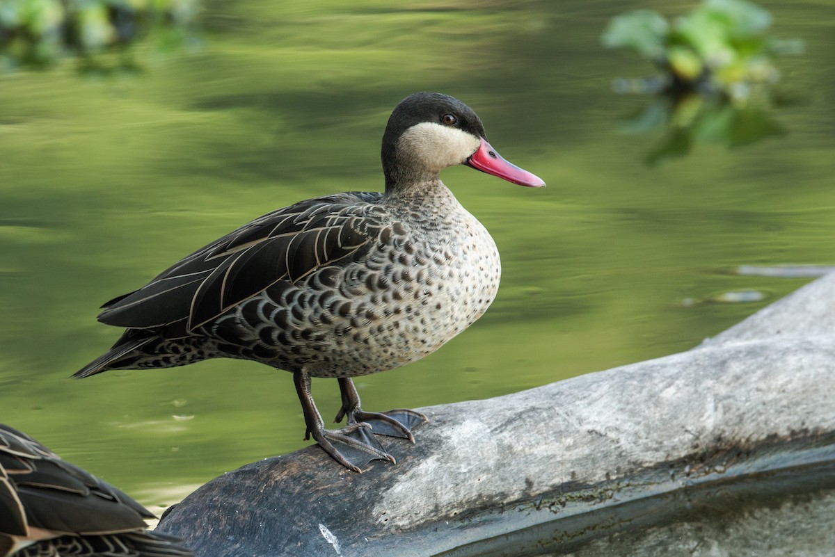 Red-billed Duck - ML168733221