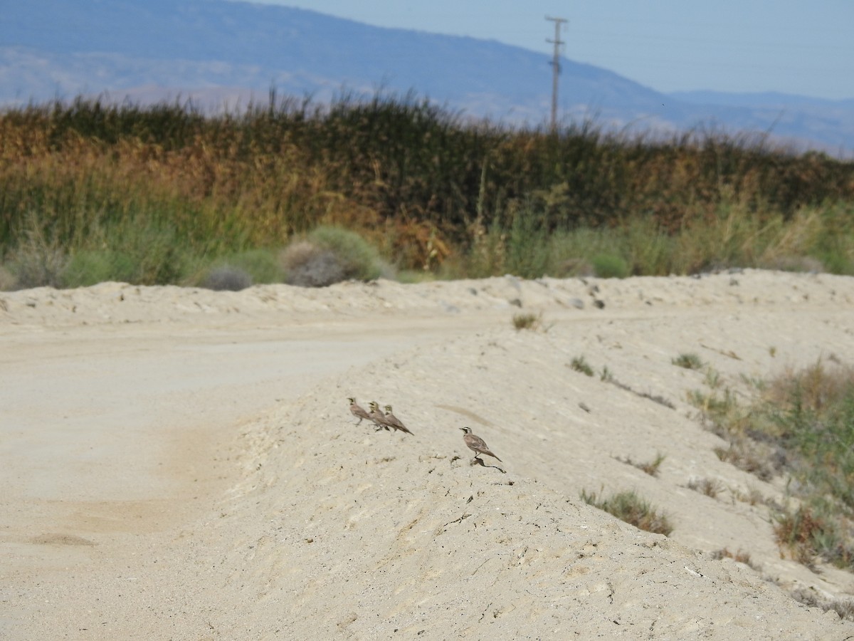 Horned Lark - Chris Dean