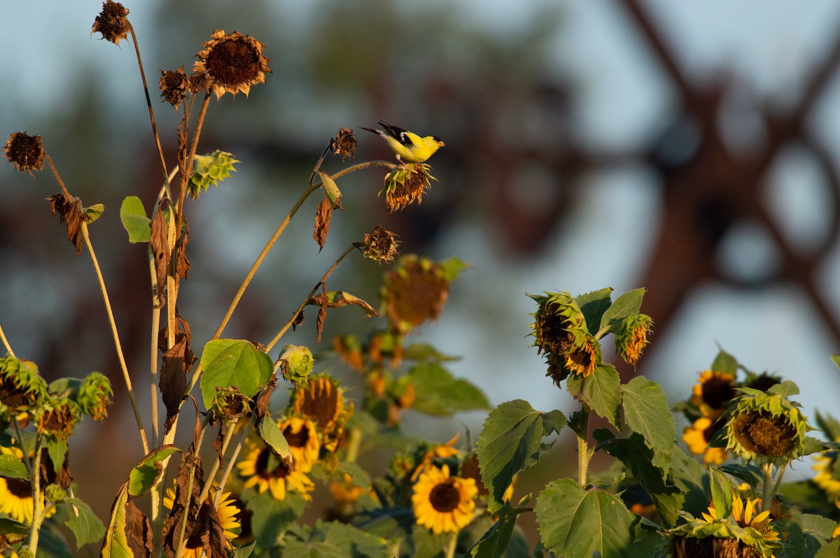American Goldfinch - ML168733881