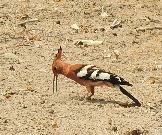 Eurasian Hoopoe - ML168734291