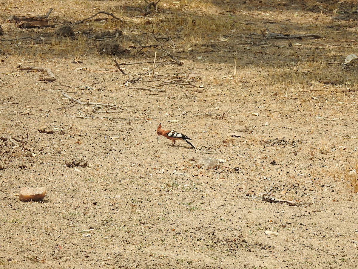 Eurasian Hoopoe - ML168734331