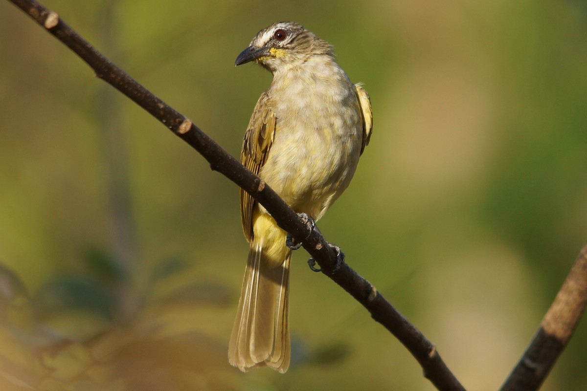 White-browed Bulbul - Peter & Shelly Watts
