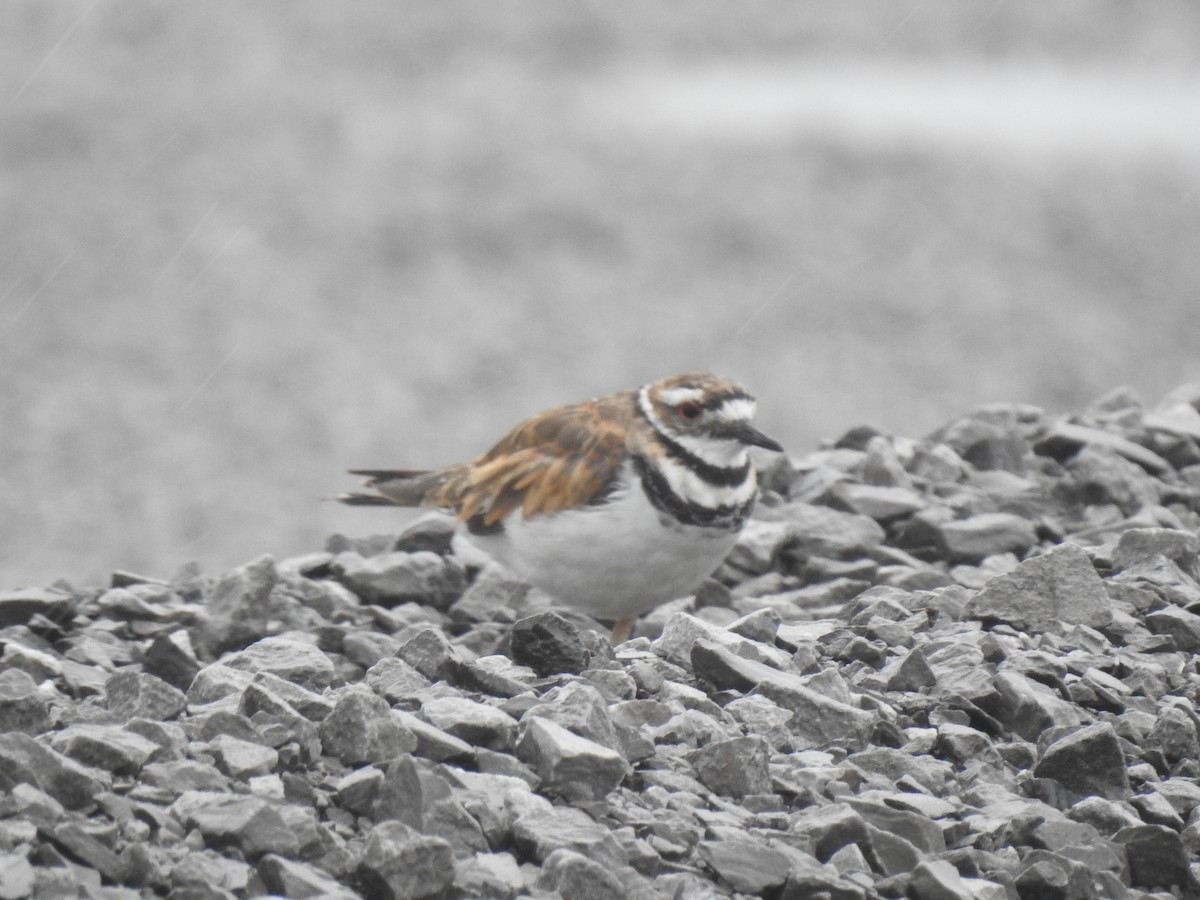 Killdeer - David Booth