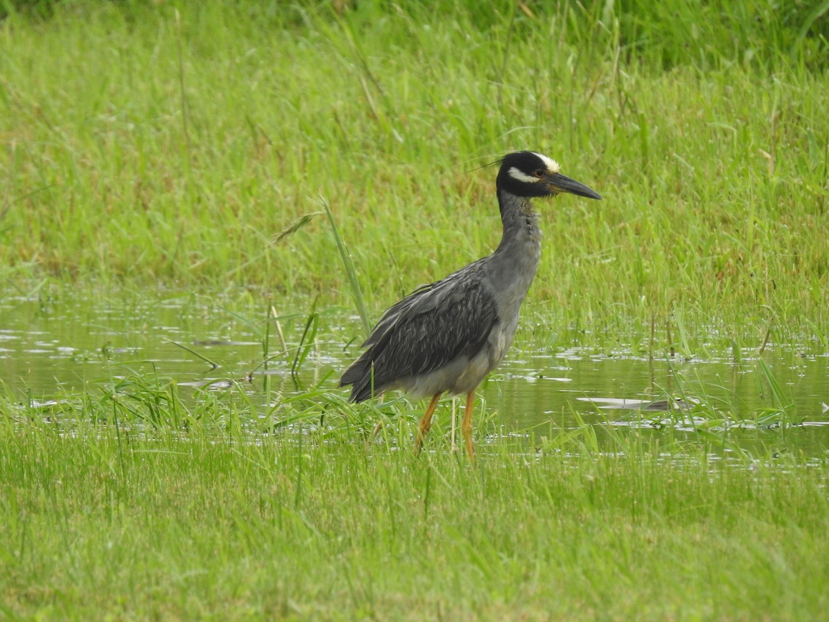 Yellow-crowned Night Heron - David Booth