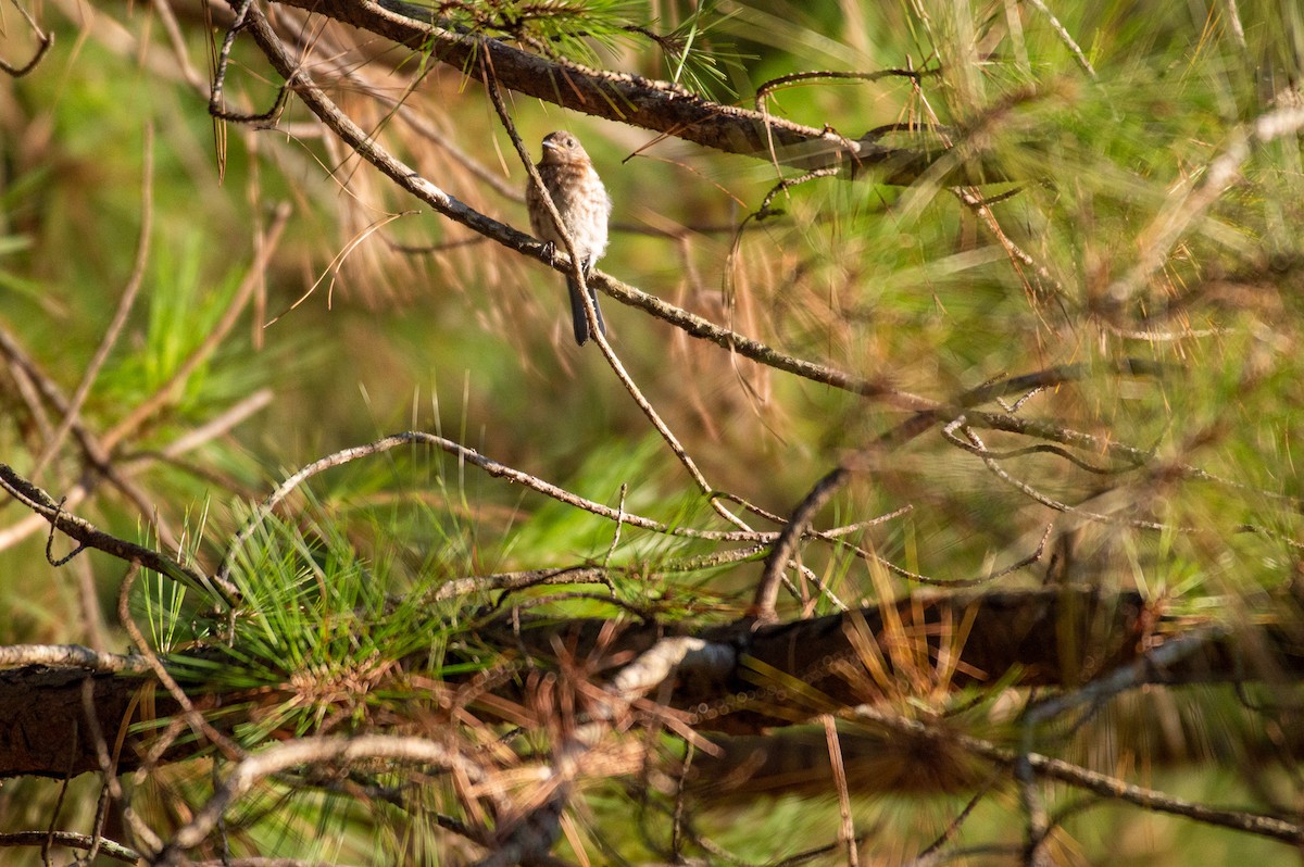 Eastern Bluebird - ML168735831