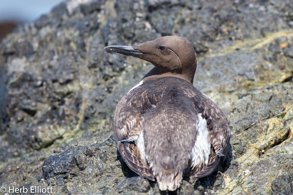 Common Murre - Herb Elliott