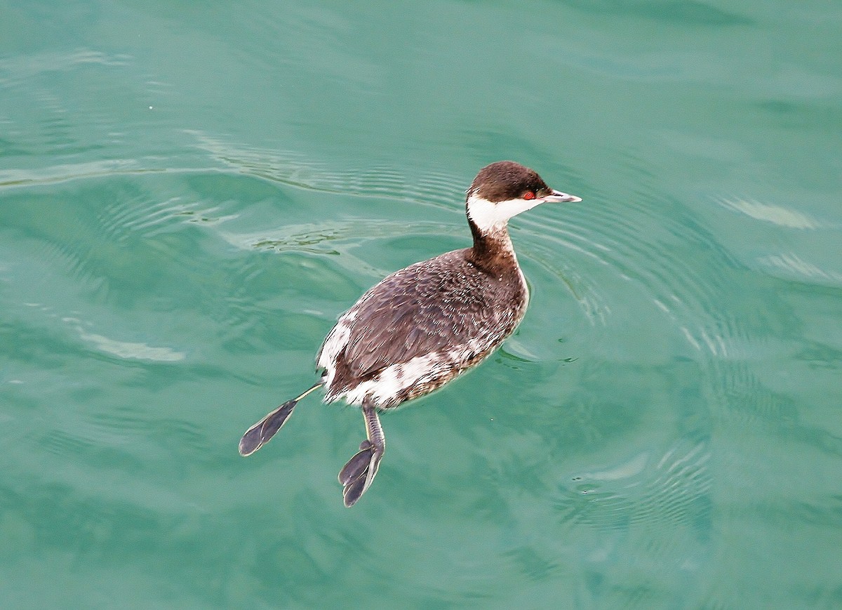 Horned Grebe - ML168737421