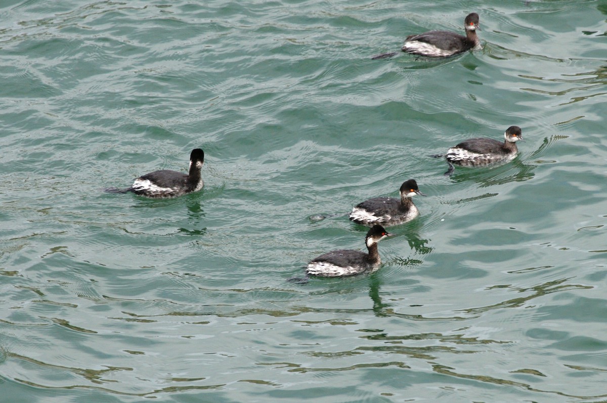 Eared Grebe - ML168737531