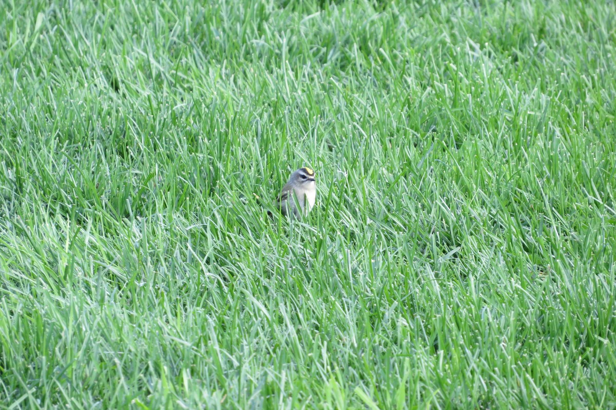 Golden-crowned Kinglet - ML168737591