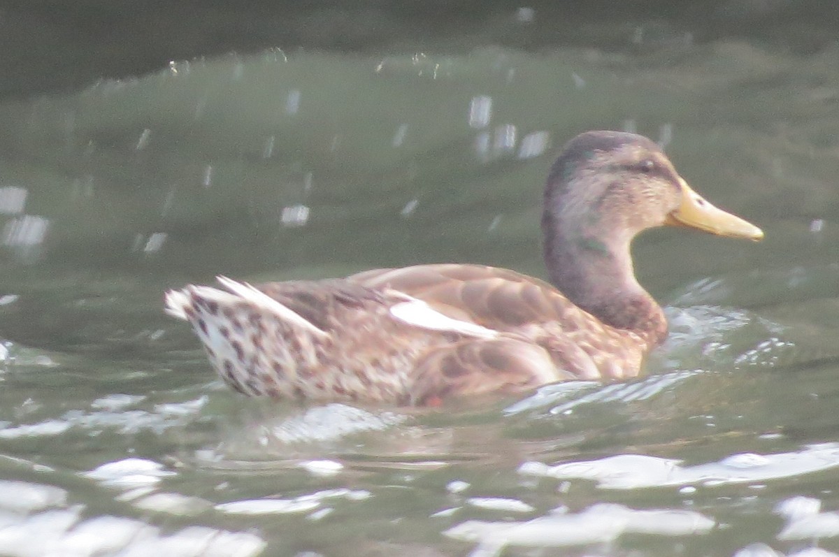 Canard colvert - ML168738211