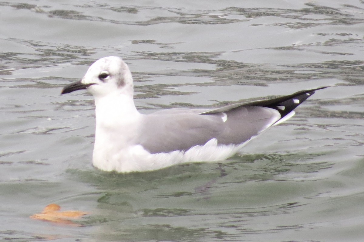 Mouette atricille - ML168738591