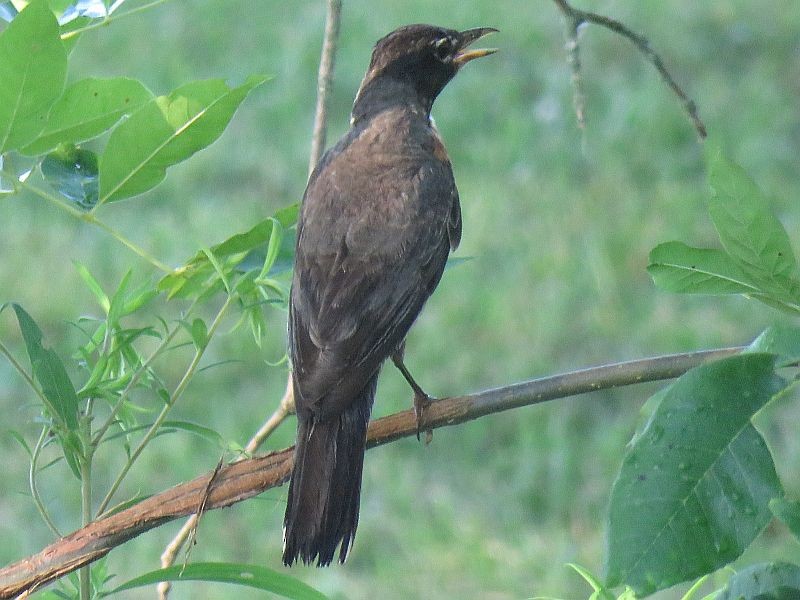 American Robin - ML168738691