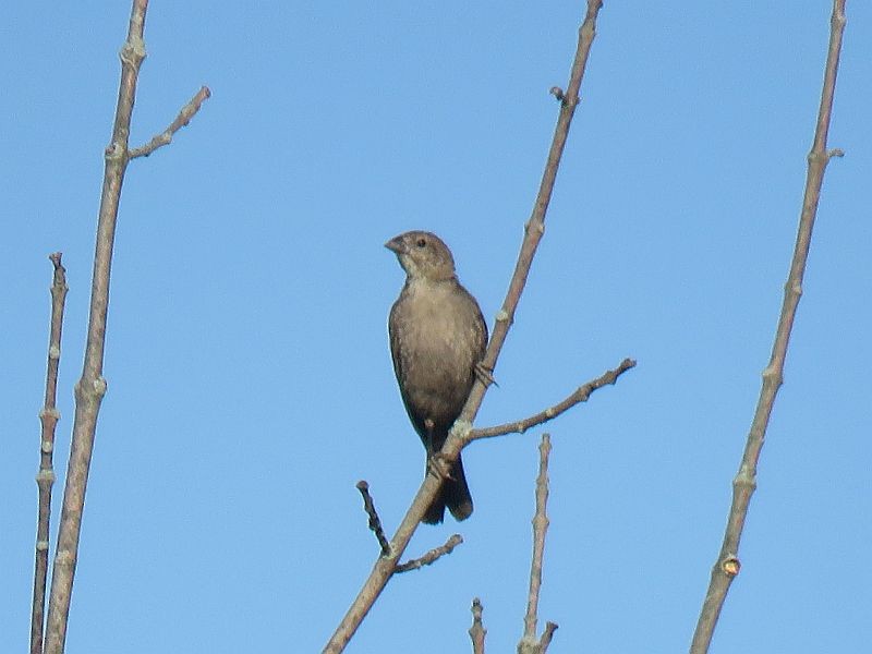 Brown-headed Cowbird - ML168738721