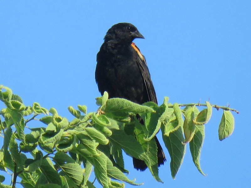 Red-winged Blackbird - ML168738741