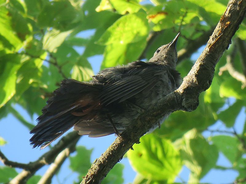 Кошачий пересмешник - ML168738801