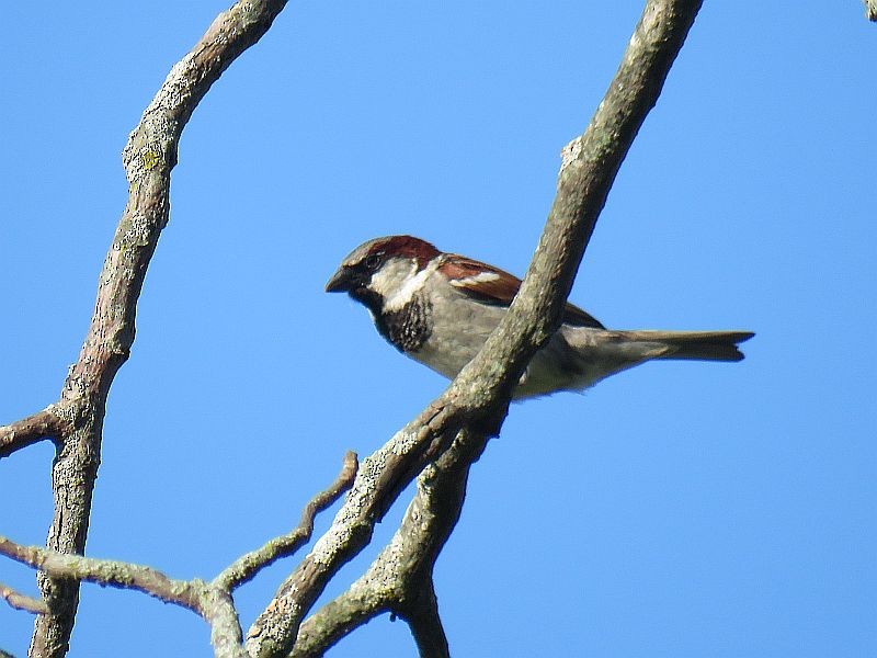 House Sparrow - ML168738851