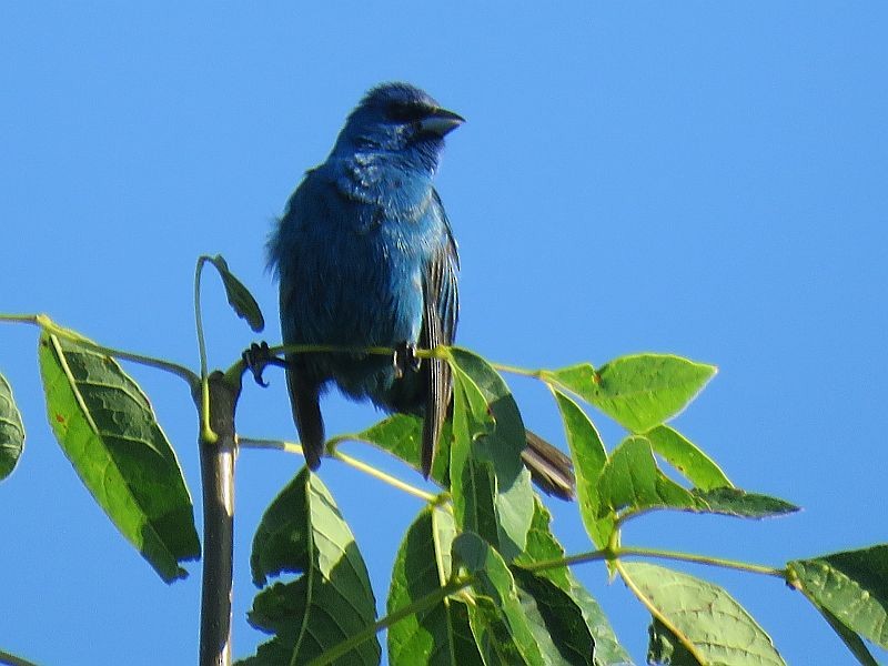 Indigo Bunting - ML168738861