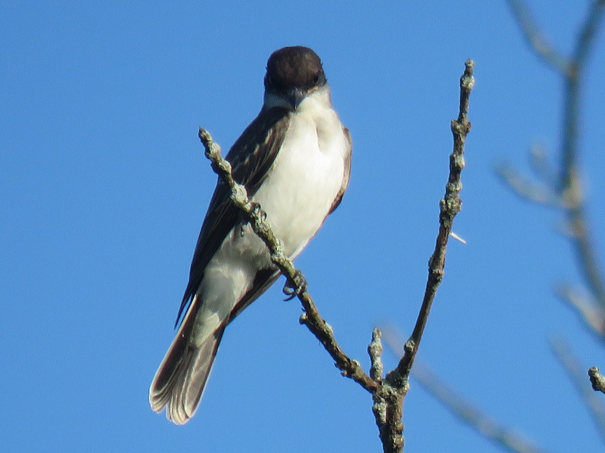 Eastern Kingbird - ML168738871