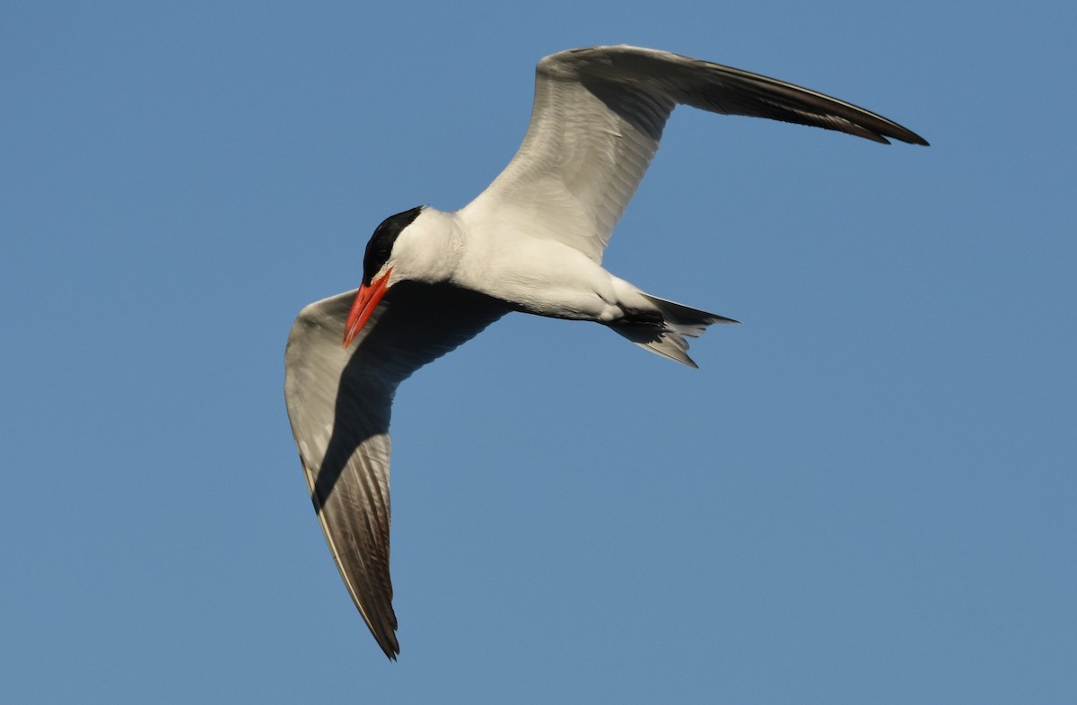 Caspian Tern - Steve Tucker