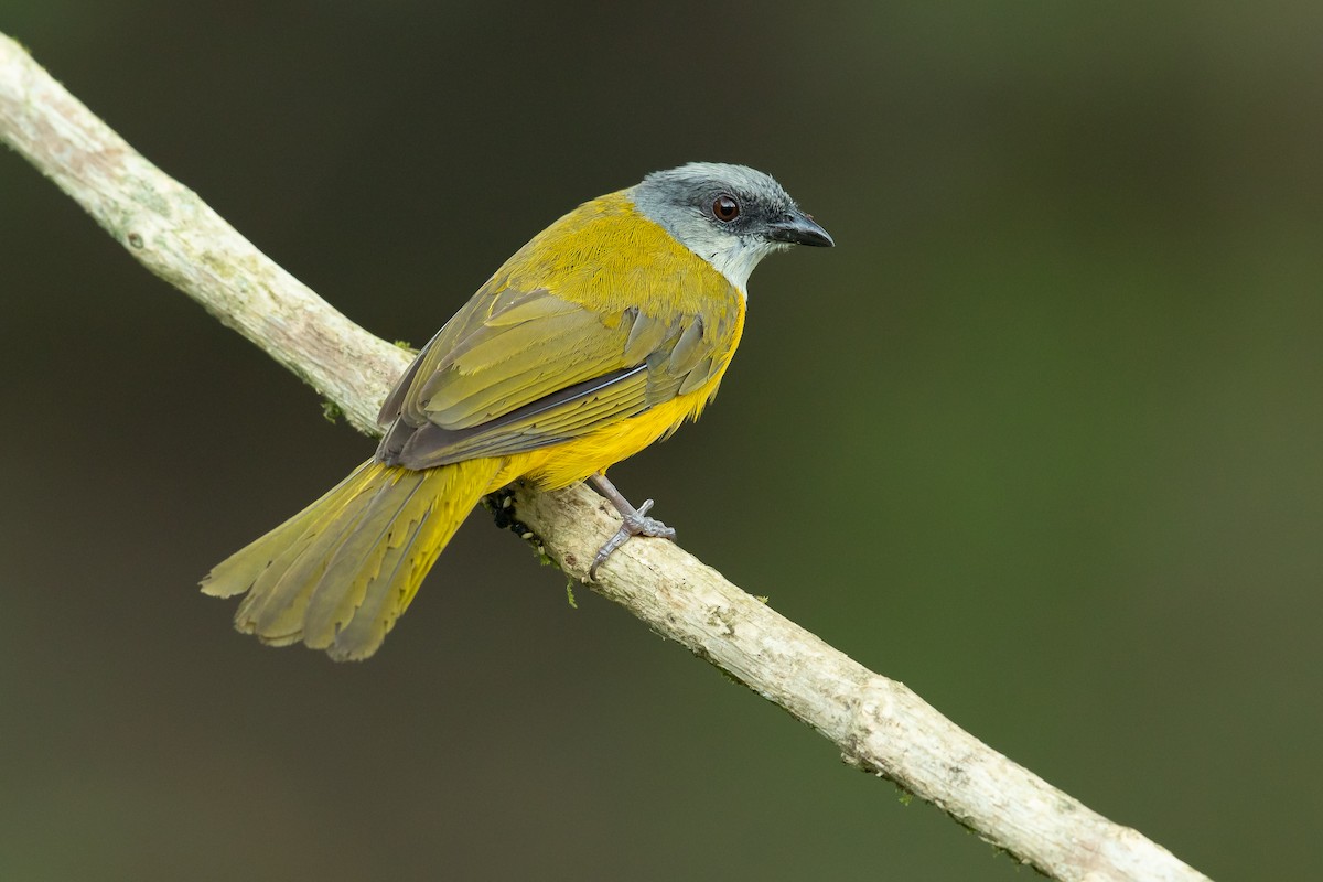 Gray-headed Tanager - Dorian Anderson