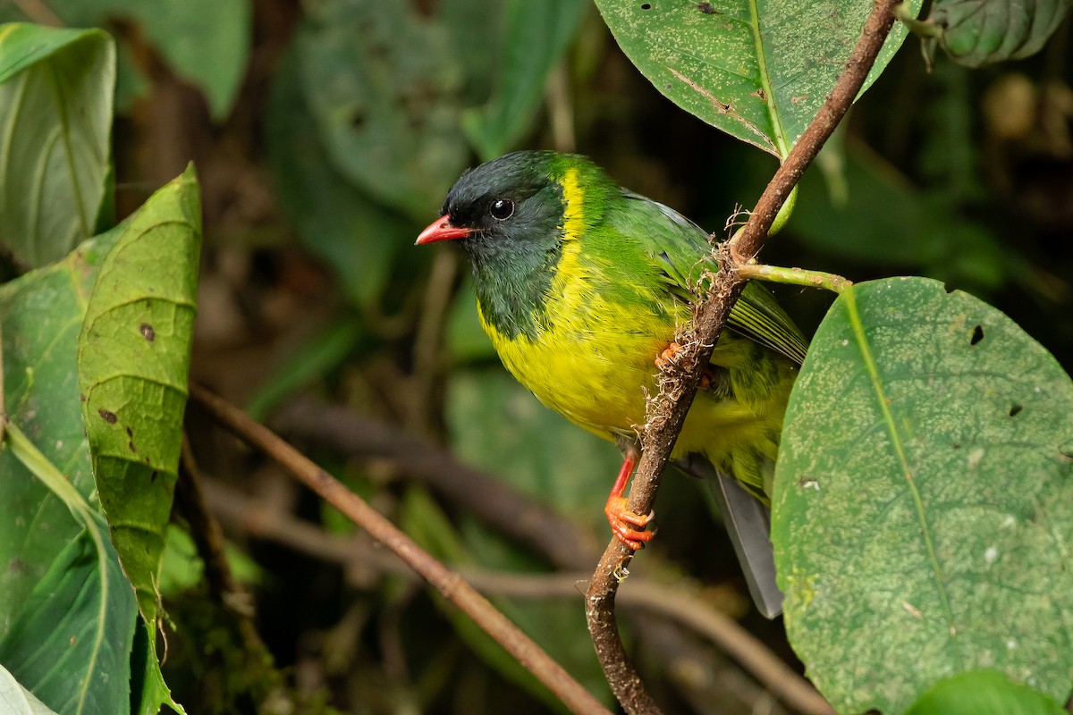 Green-and-black Fruiteater - ML168740431