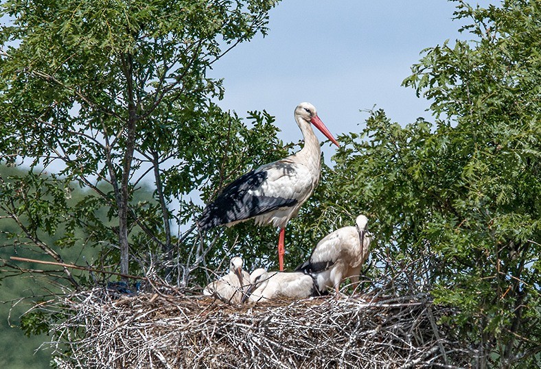 Cigogne blanche - ML168741271