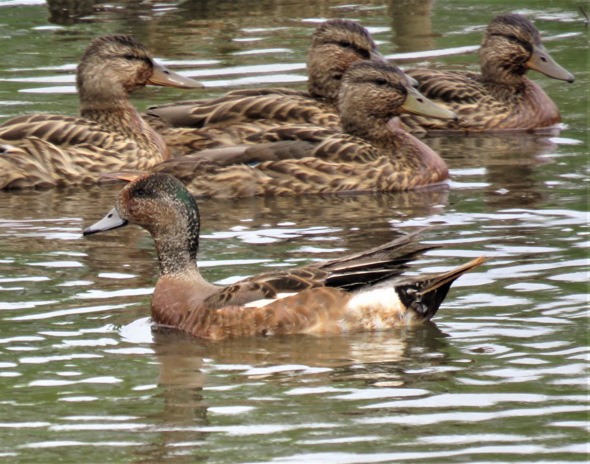 American Wigeon - Matt Kelly