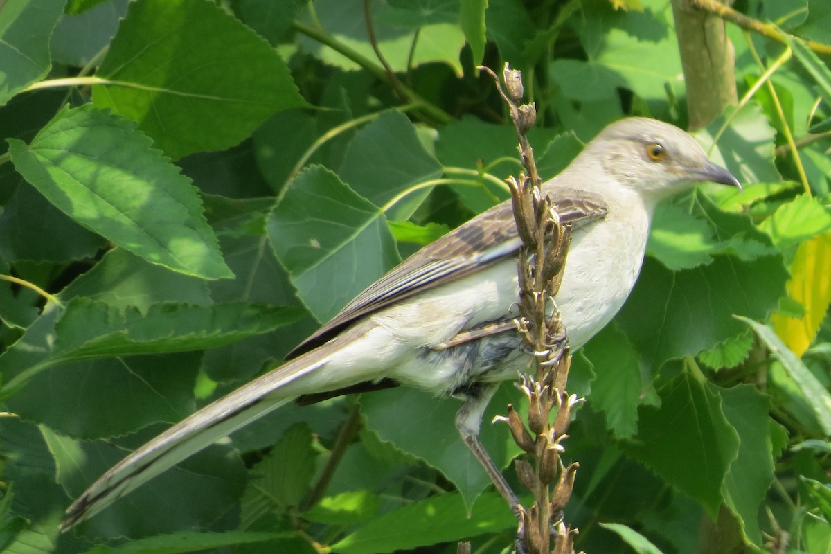 Northern Mockingbird - ML168742501