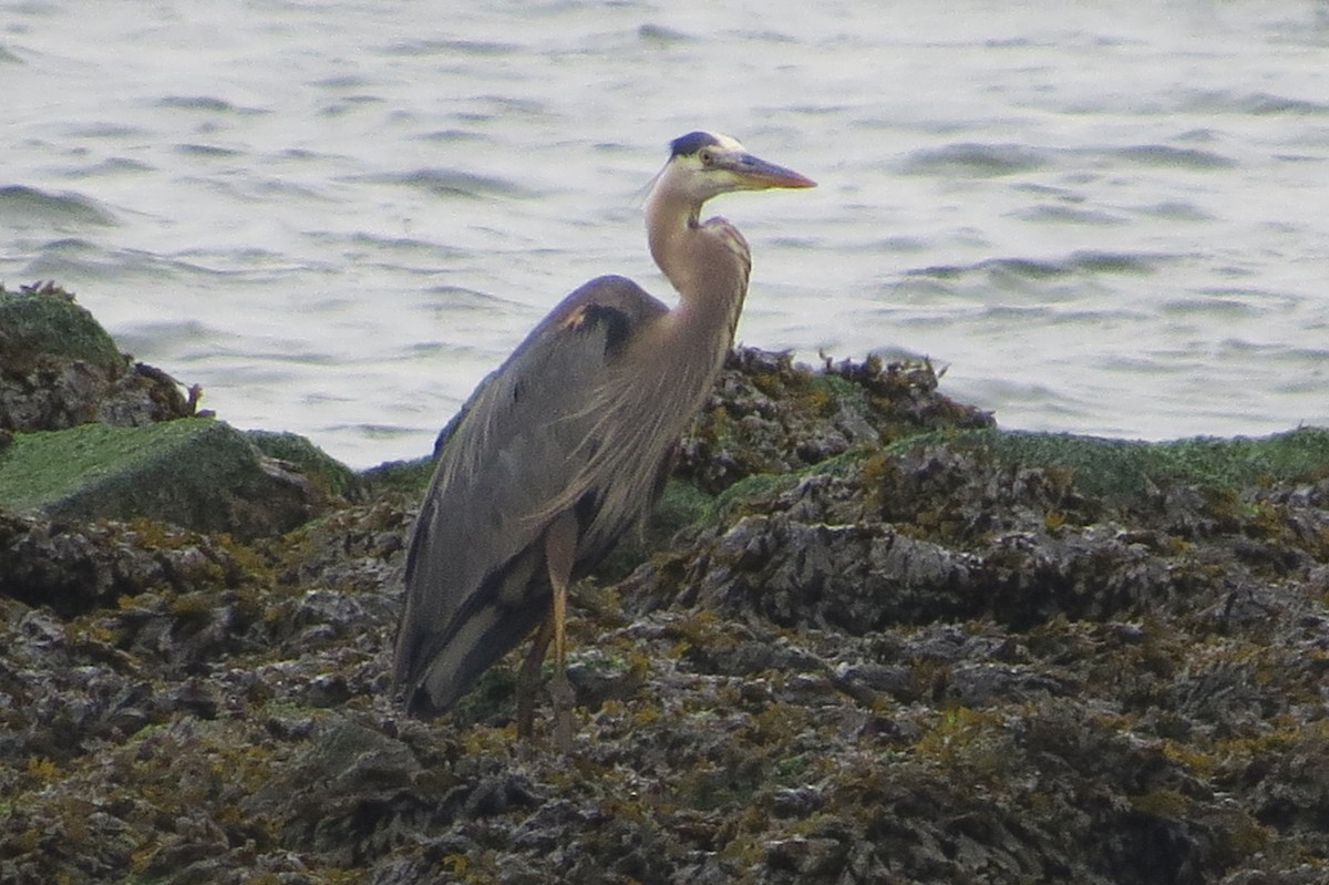 Great Blue Heron - Anonymous