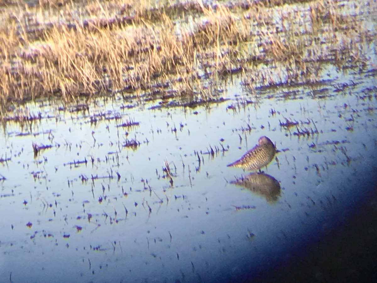 Stilt Sandpiper - ML168743781