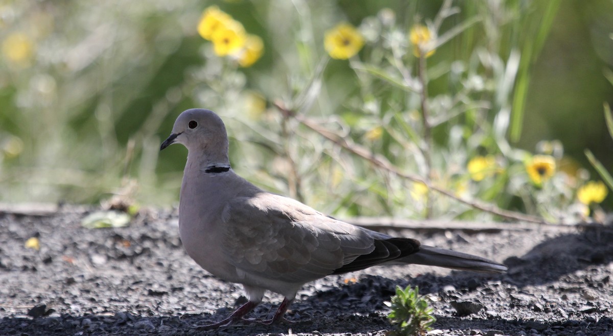 Eurasian Collared-Dove - ML168744321