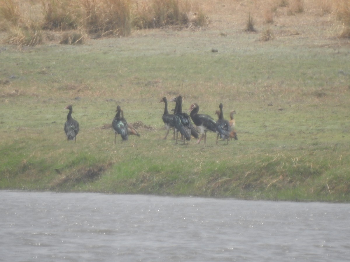 Spur-winged Goose - ML168744781