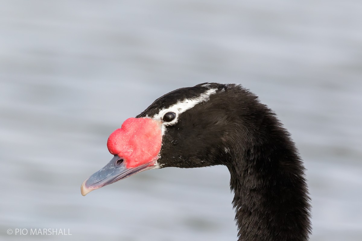 Black-necked Swan - ML168745431