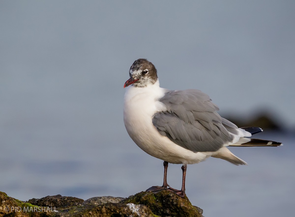 Franklin's Gull - Pio Marshall