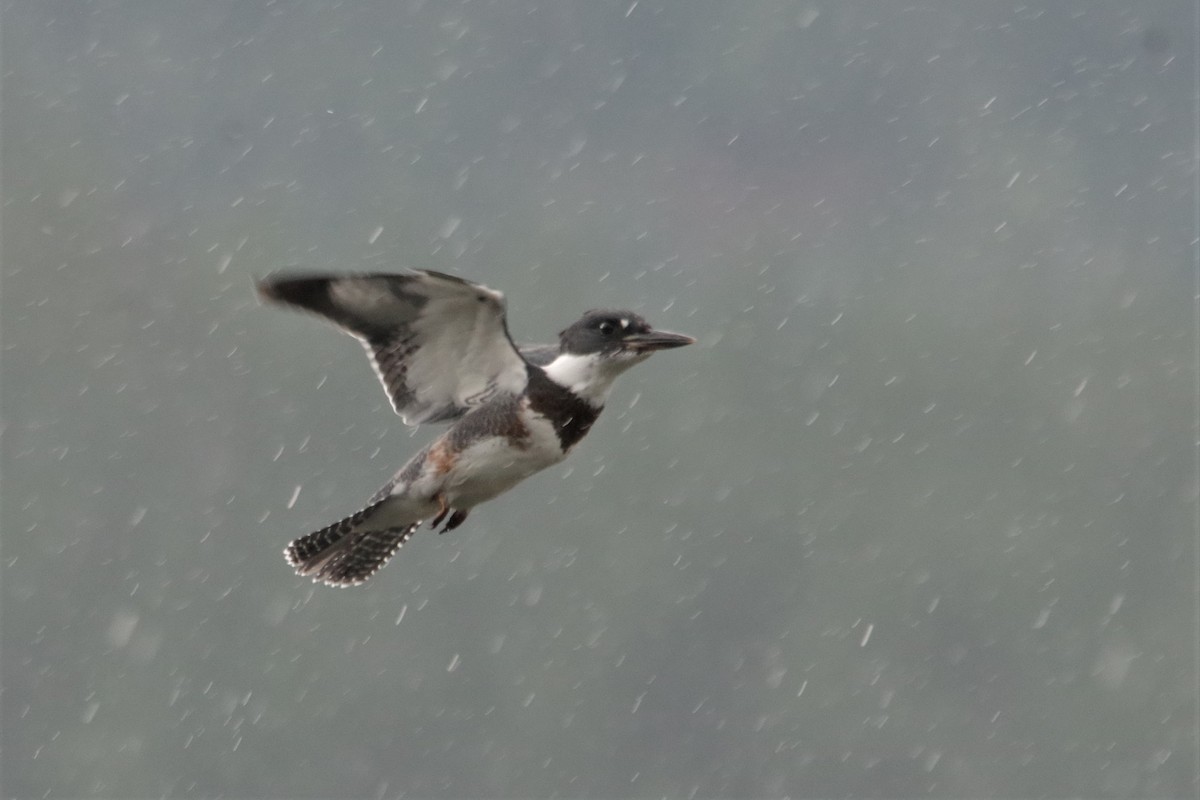 Belted Kingfisher - ML168745711