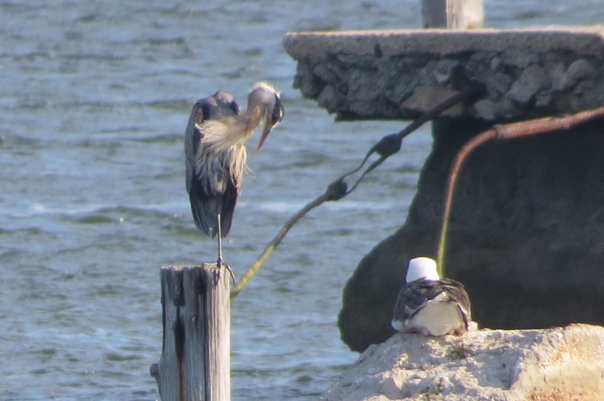 Great Blue Heron - Anonymous