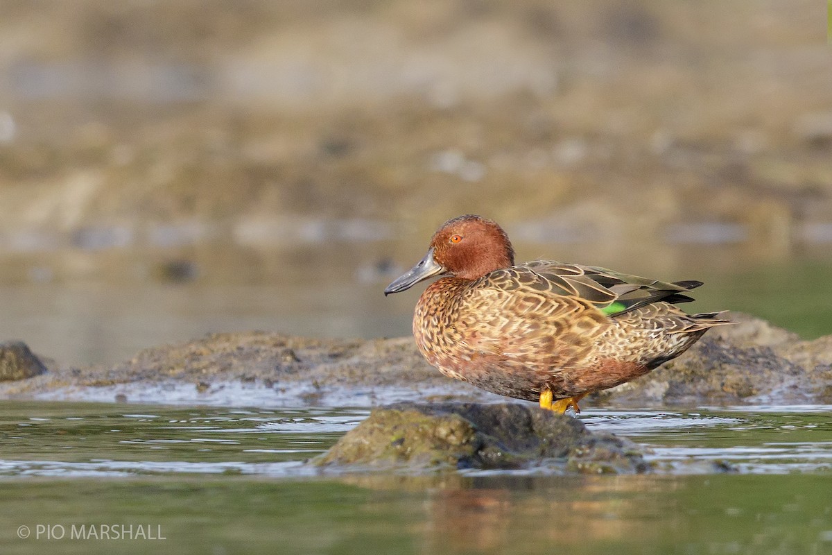 Cinnamon Teal - Pio Marshall