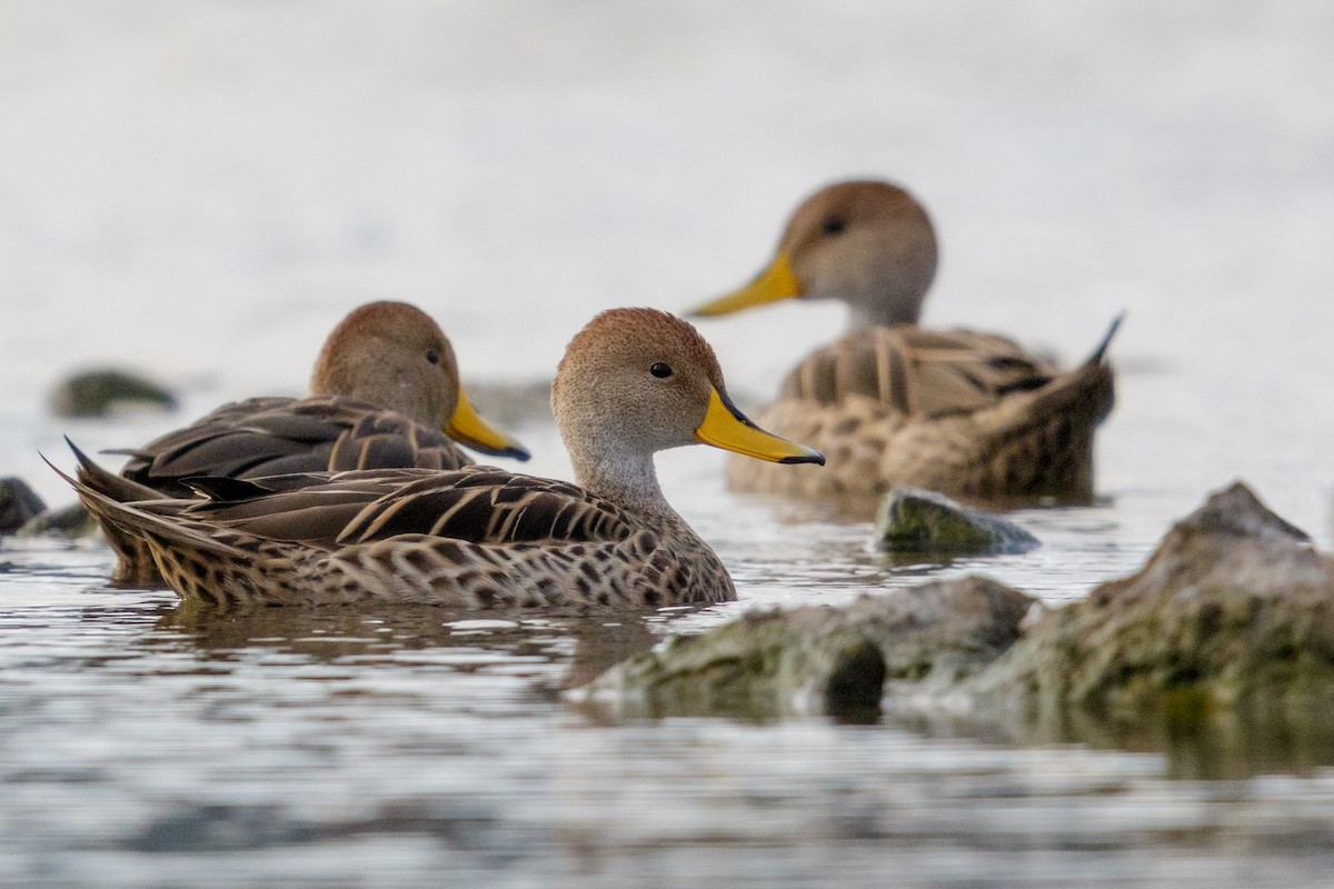 Yellow-billed Pintail - ML168745911