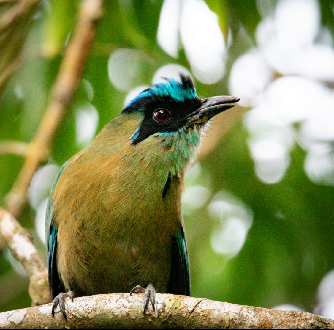 Lesson's Motmot - ML168746551