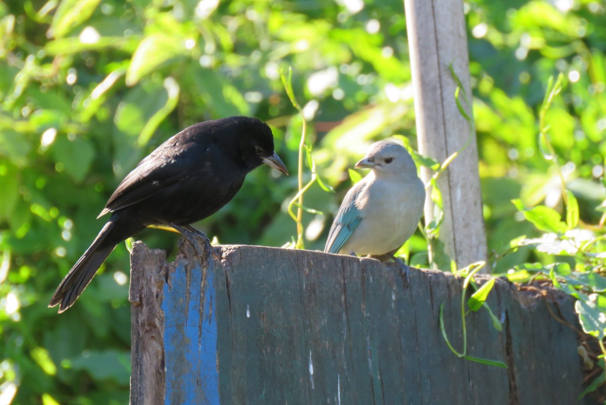 White-lined Tanager - ML168746591