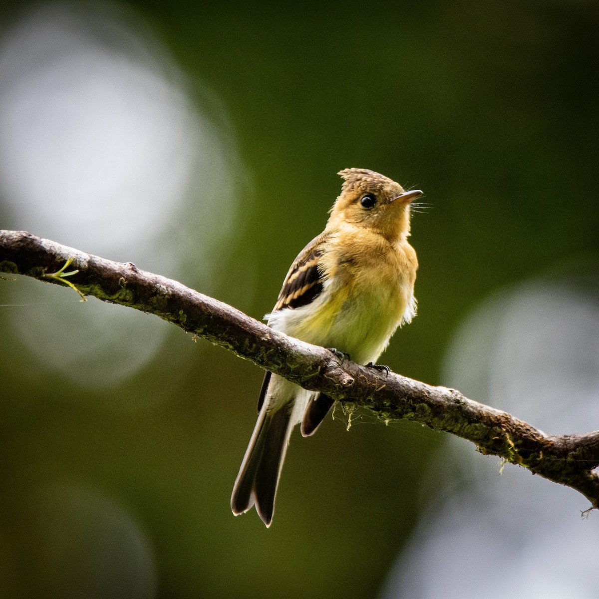 Tufted Flycatcher - ML168746701