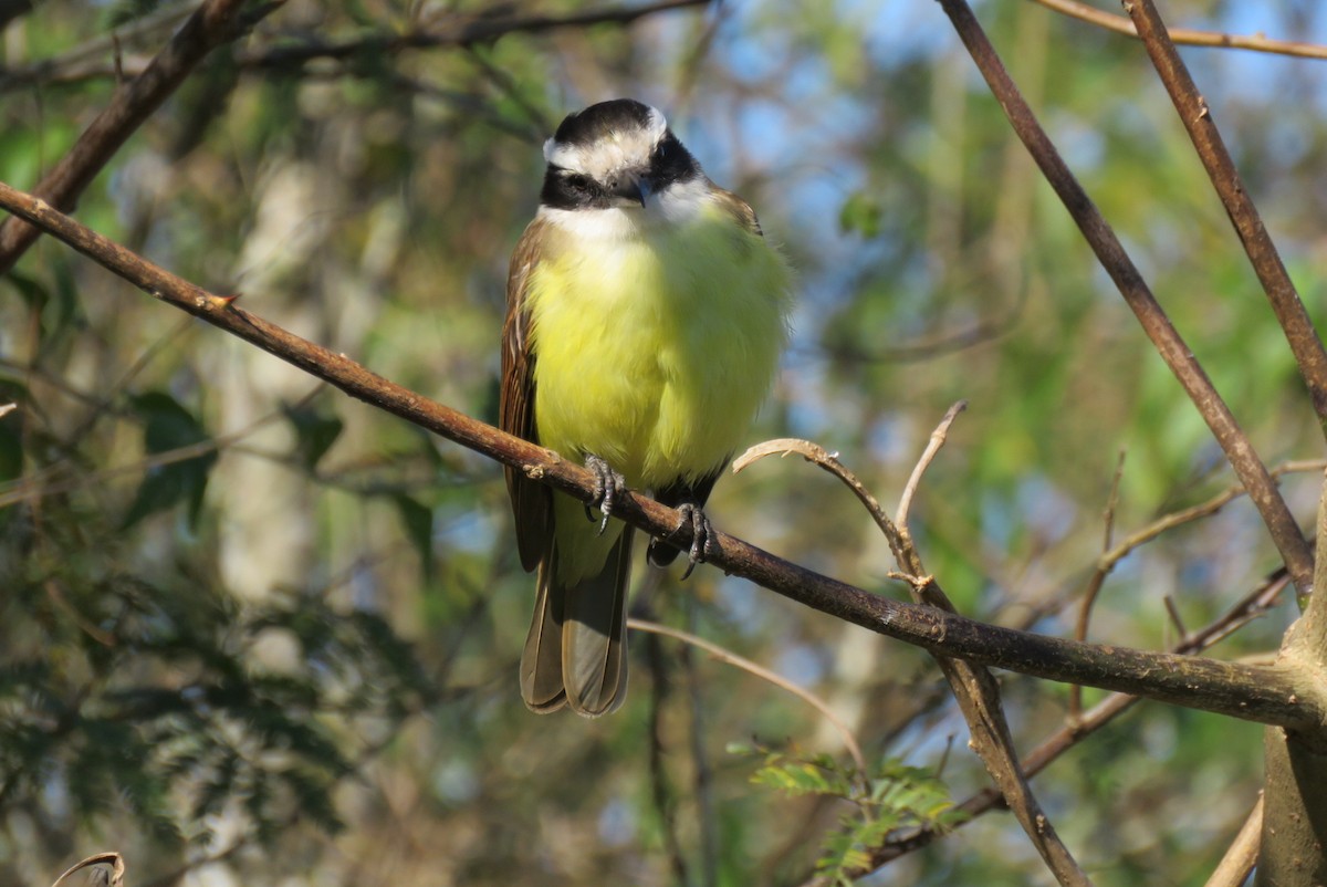 Great Kiskadee - ML168746761