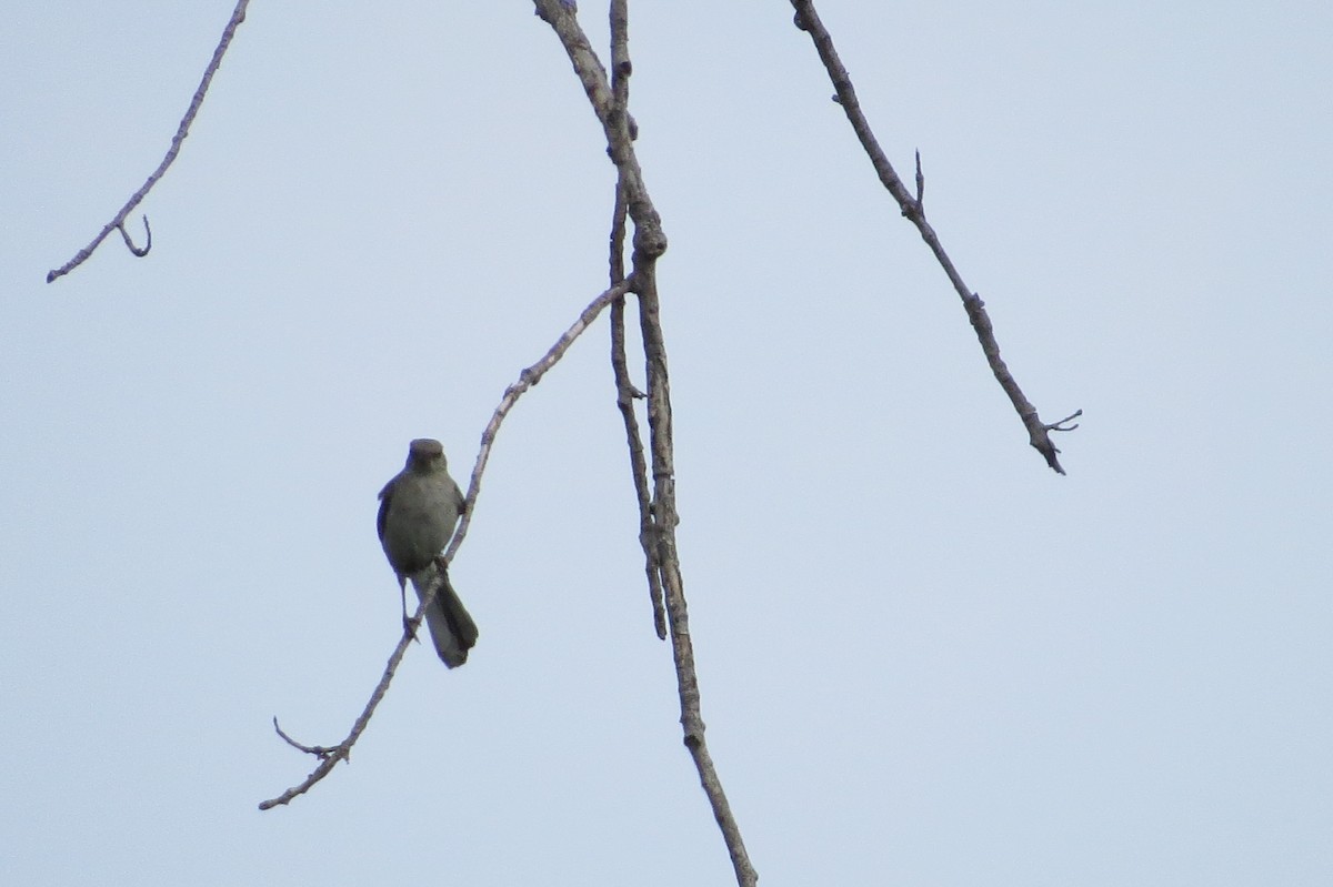 Northern Mockingbird - Anonymous